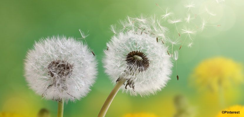 Une nouvelle application pour être informé de l’évolution des pollens dans l’air