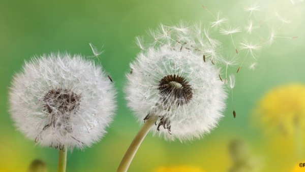 Une nouvelle application pour être informé de l’évolution des pollens dans l’air